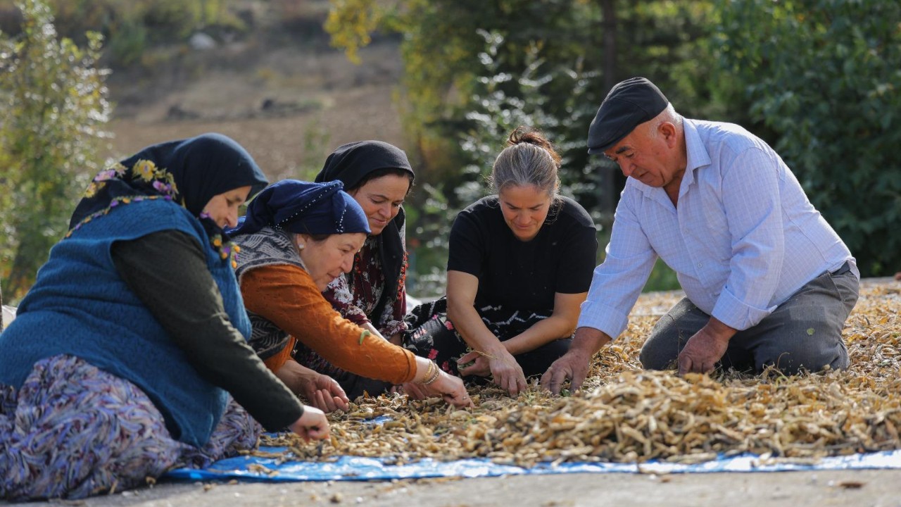Samsun’da Sözleşmeli Tarım Modeli: Fasulye Üretimi Sosyal Destekle Buluştu