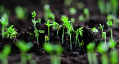 Bitki Koruma Ürünlerinde Satış ve Kullanım Elektronik Takibe Alınıyor