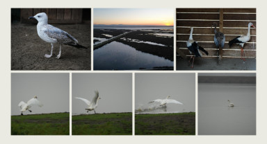 Samsun Büyükşehir’in Şefkat Eli Yabani Hayatlara Umut Oluyor