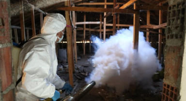 Samsun’da Kahverengi Kokarcaya Karşı Kışlak Mücadelesi Sürüyor