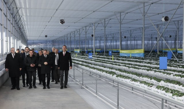 Bafra Sera Organize Tarım Bölgesi’nde Üretim Yerinde İncelendi