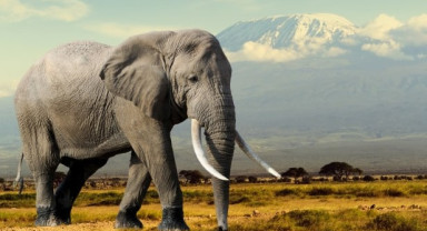 Dünyanın Dev Misafirleri: Filler Doğanın Dengesinde Kritik Rol Oynuyor