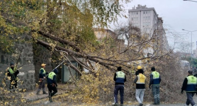 Samsun'da Kuvvetli Rüzgar Ağaç Devirdi, Olası Facia Son Anda Önlendi