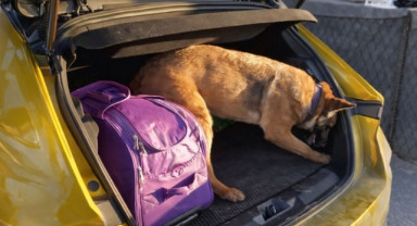 Samsun'da Narkotik Köpeği Pera'dan Bir Başarılı Operasyon Daha