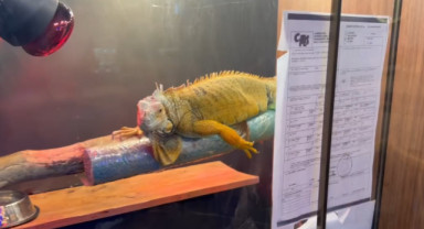 Samsun'da Kaçak Egzotik Hayvan Ticareti Engellendi