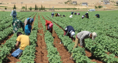 Tarım İşçilerinin Ücretleri 2025’te Yüzde 40’a Yakın Arttı