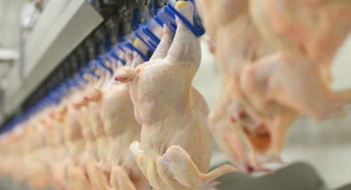 Tavuk Eti ve Yumurta Üretiminde Artış