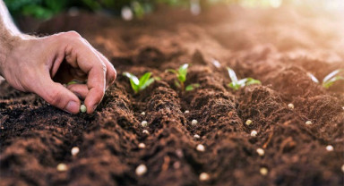 351 Milyon Liralık Tarımsal Destekleme Ödemesi Çiftçilerin Hesaplarına Aktarılıyor