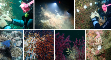 Bakan Kurum: Marmara Denizi’nde Mercanlarla Doğayı Onarıyoruz