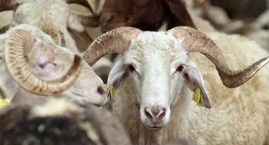 Kurban Hizmetleri Tebliği Resmi Gazete’de Yayımlandı