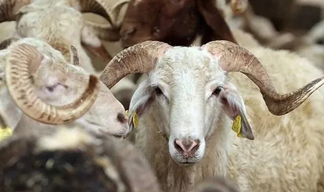 Kurban Hizmetleri Tebliği Resmi Gazete’de Yayımlandı