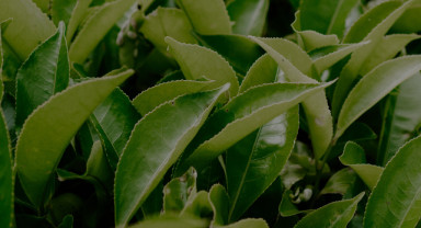 Türk Çayı İhracatında Güçlü Başlangıç: 34,8 Milyon Doları Aştı